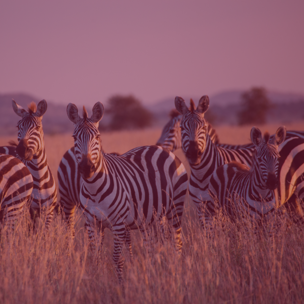 Michalah Media Social Media Agency Cape Town South Africa Case Study Lead Generation