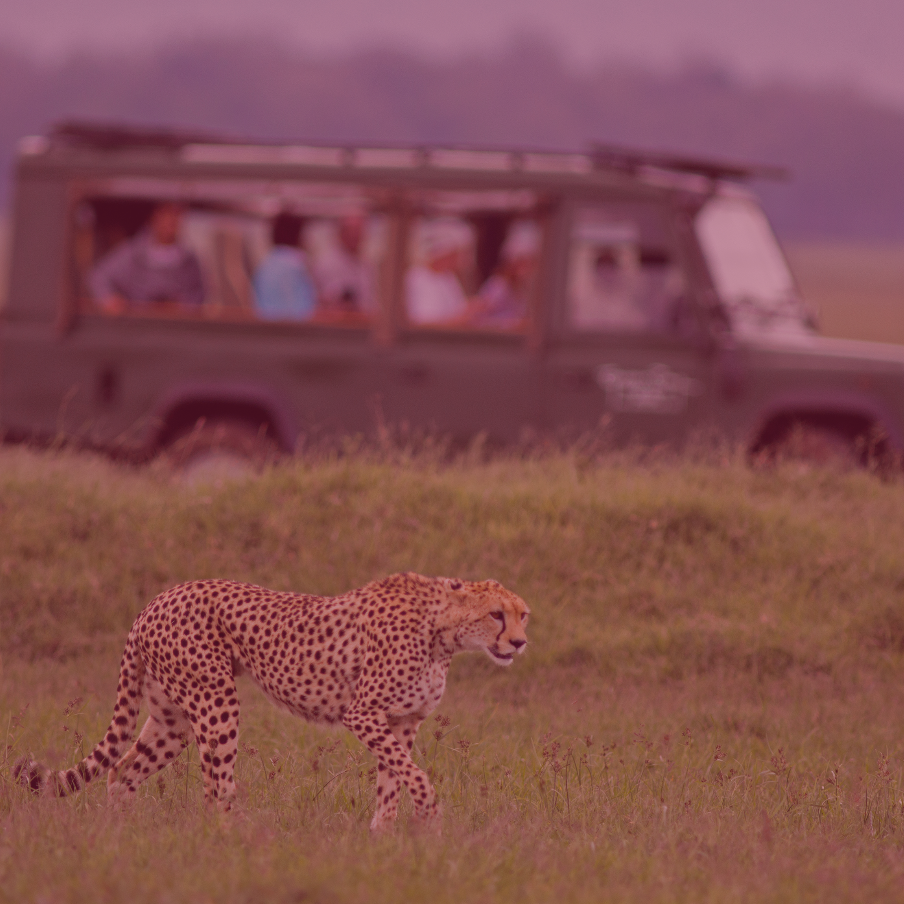 Michalah Media Social Media Agency Cape Town South Africa Case Study
