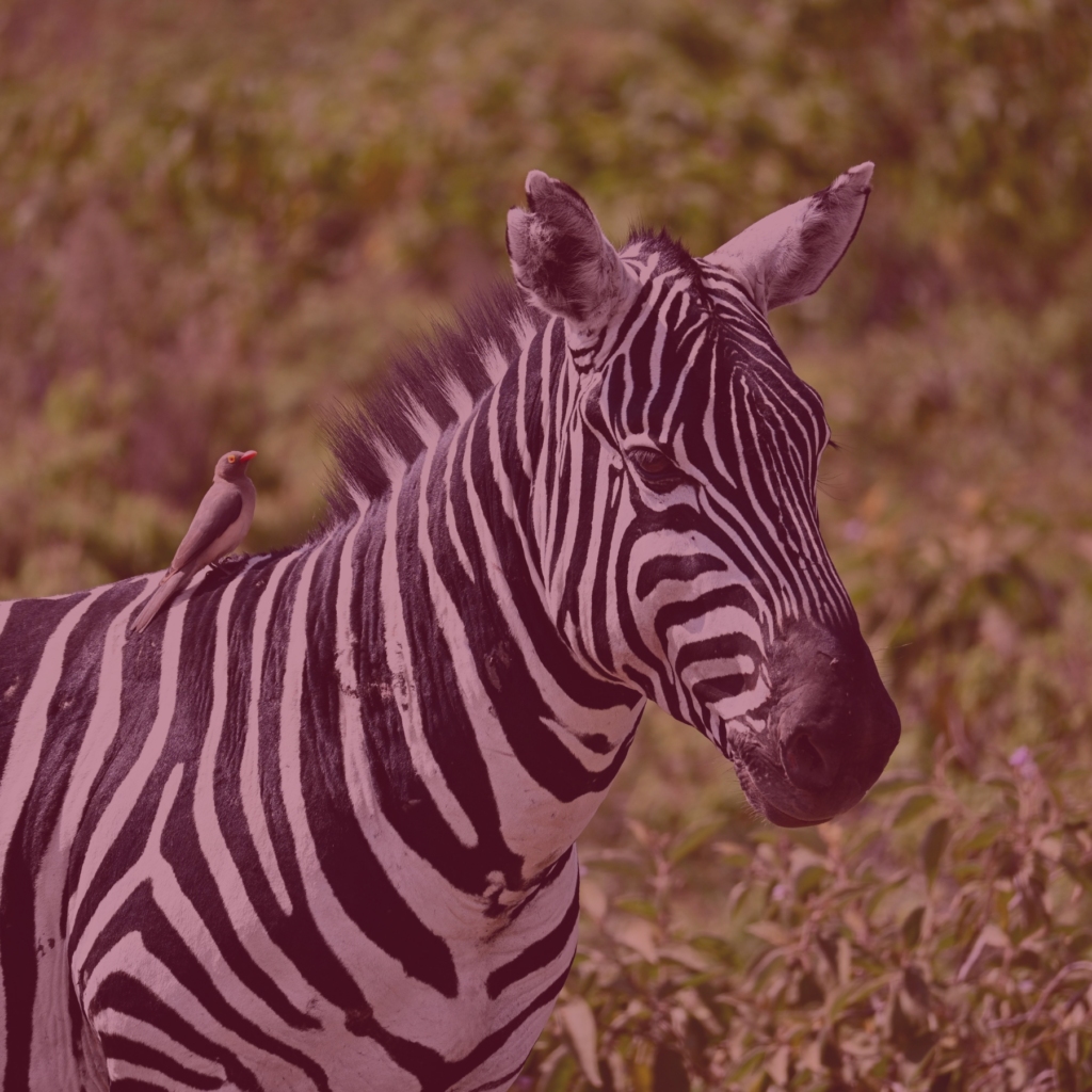 Michalah Media Social Media Agency Cape Town South Africa Case Study