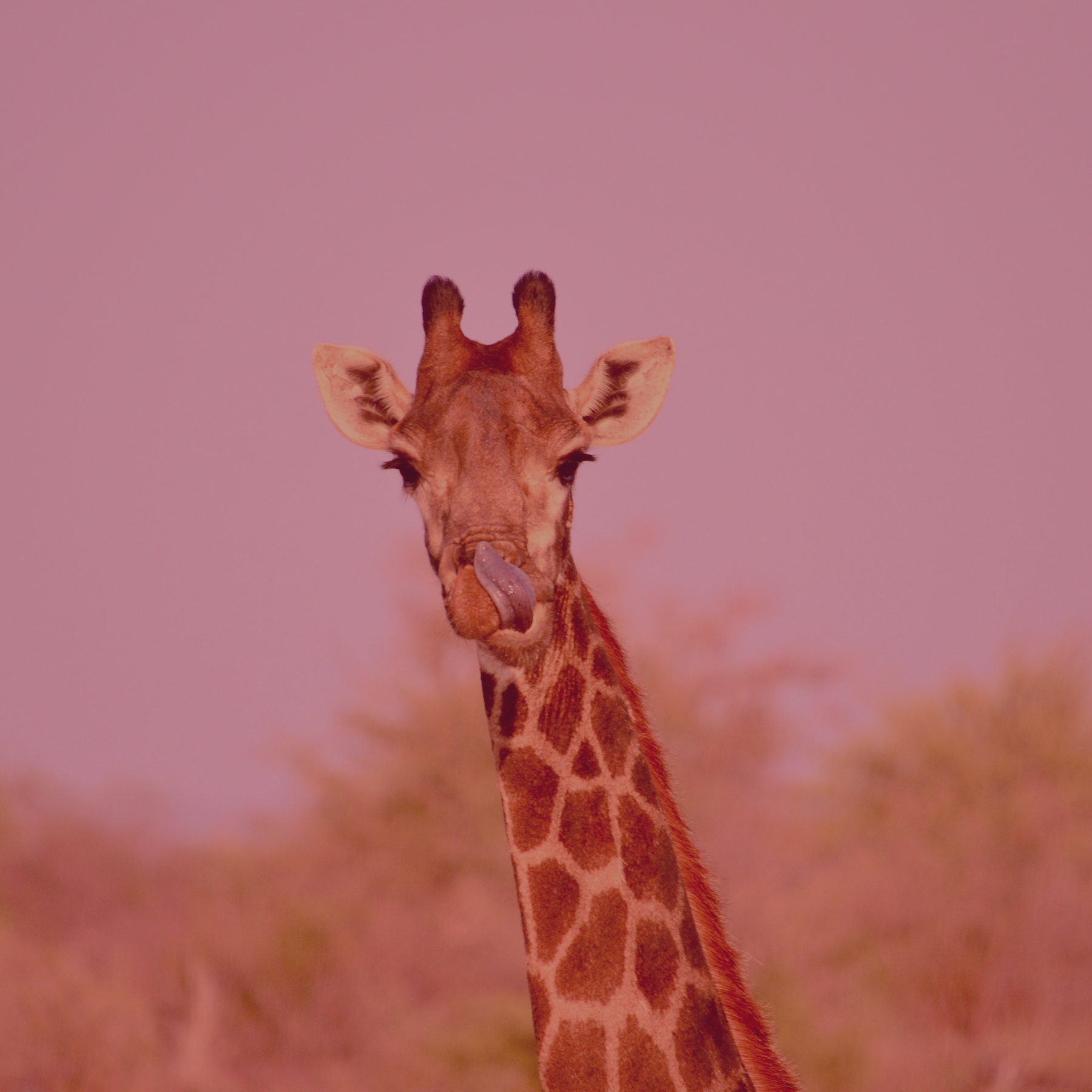 Michalah Media Social Media Agency Cape Town South Africa Case Study Content Management