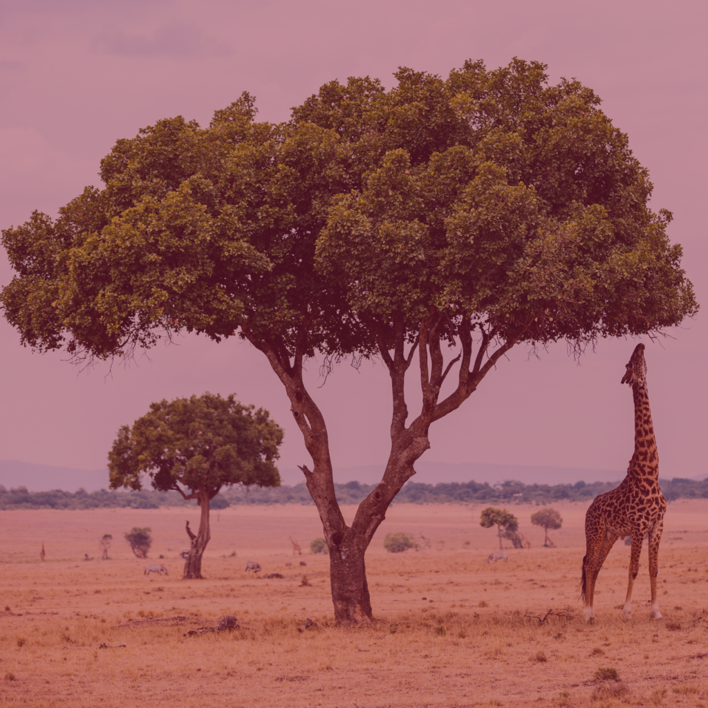 Michalah Media Social Media Agency Cape Town South Africa Case Study Content